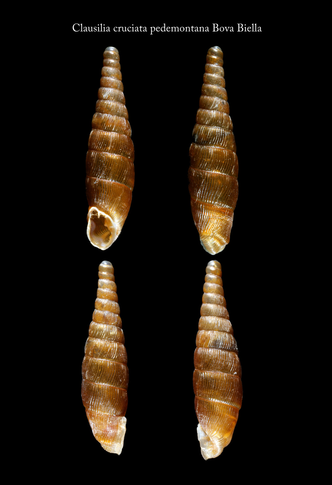 Clausilia (Clausilia) cruciata pedemontana Nordsieck, 1990